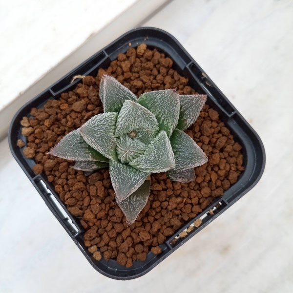 園芸ネット本店｜ハオルチア：ホワイトフォックス 2.5号鉢植え の通販