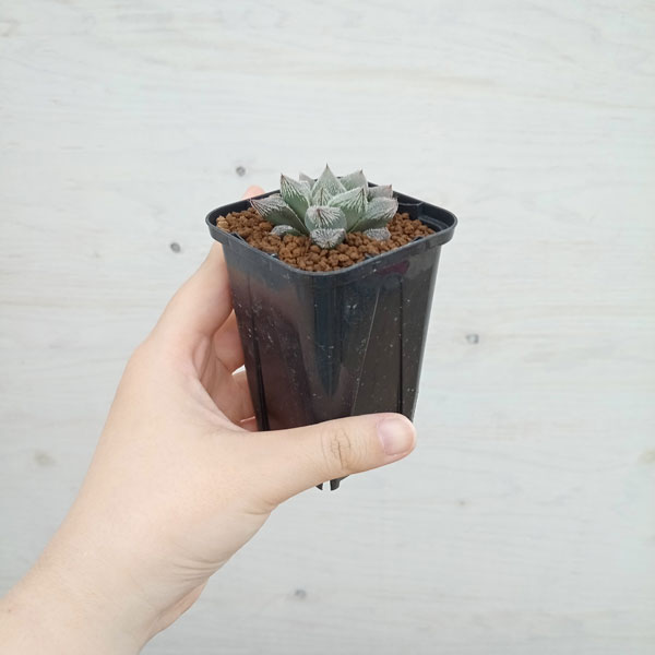 ハオルチア ホワイトフォックス錦 ハオルチア ホワイトフォックス - メルカリ