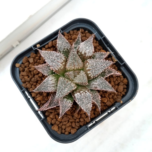 園芸ネット本店｜ハオルチア：白銀城 2.5号鉢植え の通販【公式】