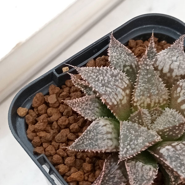 園芸ネット本店｜ハオルチア：白銀城 2.5号鉢植え の通販【公式】