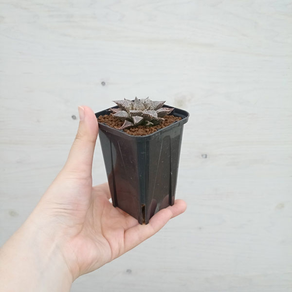 園芸ネット本店｜ハオルチア：白銀城 2.5号鉢植え の通販【公式】