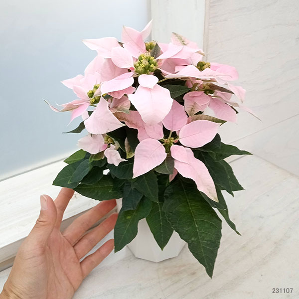 プリンセチア：ピンクホワイト3.5号鉢植え
