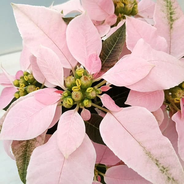 プリンセチア：ピンクホワイト3.5号鉢植え