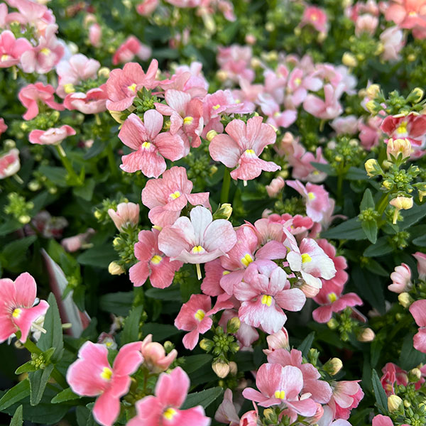 ネメシア:アレンジアプリコット3.5号ポット