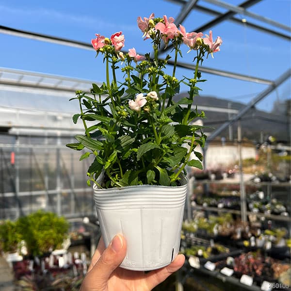 ネメシア:アレンジアプリコット3.5号ポット