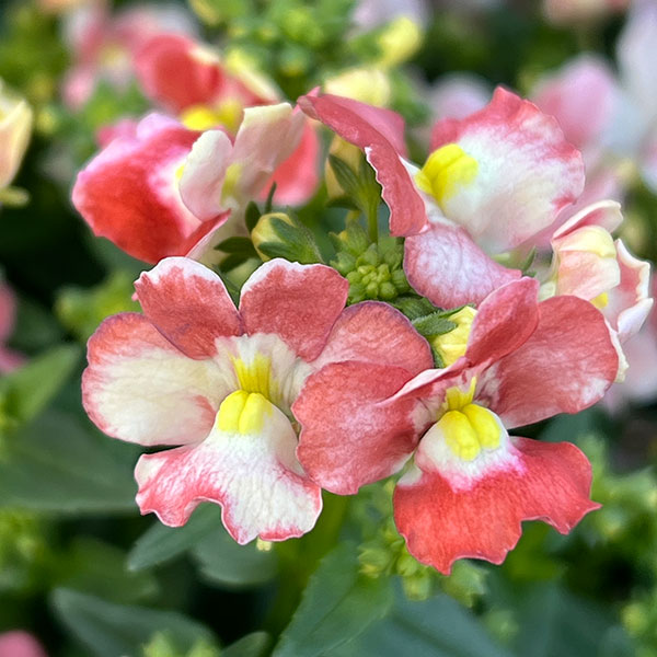 ネメシア:アレンジアプリコット3.5号ポット