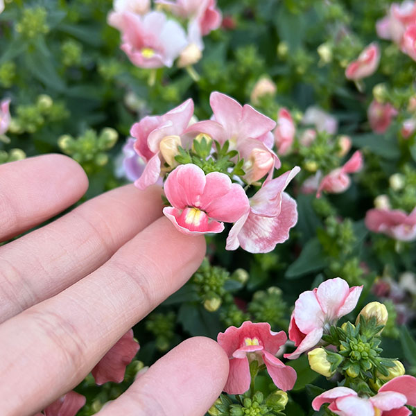 ネメシア:アレンジアプリコット3.5号ポット