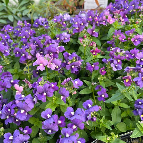 ネメシア：アレンジディープブルー3.5号ポット