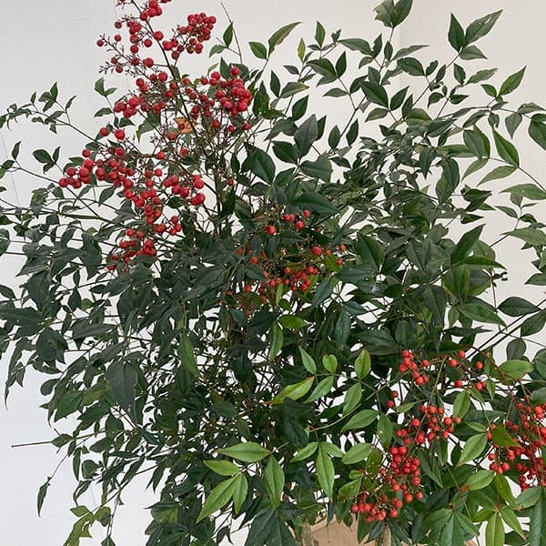 お引き取り専用　ナンテン　南天　冬を彩る縁起木　厄除け お引き取り専用 ナンテン 南天 冬を彩る縁起木 厄除け