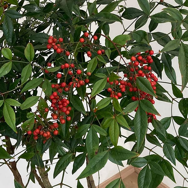 ナンテン(南天）：赤実 8号ルートバック の通販 | 園芸ネット
