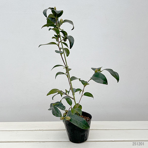 ツバキ（椿）：玉之浦(たまのうら)3.5号ポット