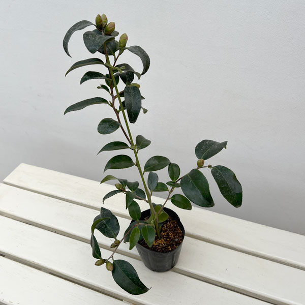 ツバキ（椿）：玉之浦(たまのうら)3.5号ポット