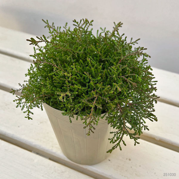 カルーナ：ハイデルベルク（Heidezwerg）3.5号ポット