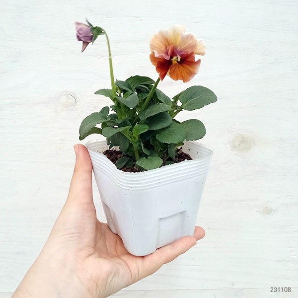 【お1人様2ポットまで】ビオラ:ドレープ シエナ3.5号ポット