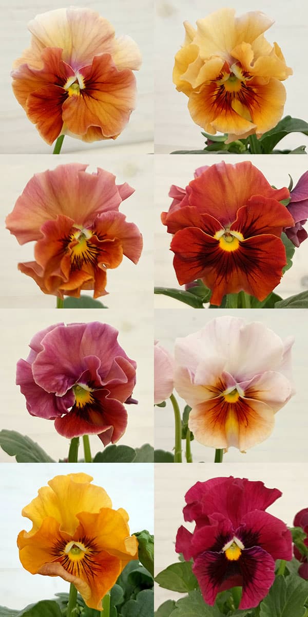 【お1人様2ポットまで】ビオラ:ドレープ シエナ3.5号ポット