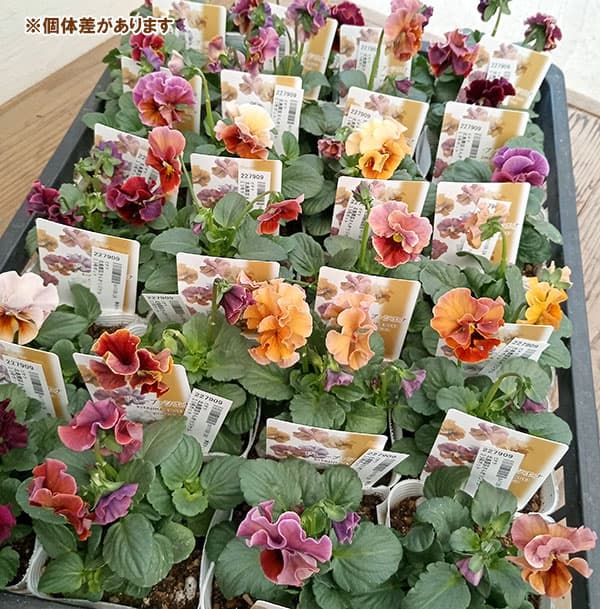 【お1人様2ポットまで】ビオラ:ドレープ シエナ3.5号ポット