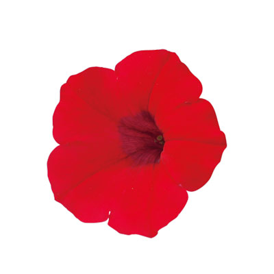 ペチュニア：スーパーチュニアレッド5号ポット