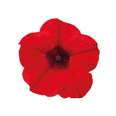 ペチュニア：スーパーチュニアレッド5号ポット