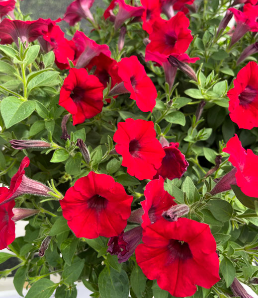 ペチュニア：スーパーチュニアレッド5号ポット