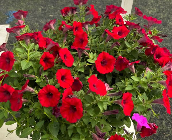 ペチュニア：スーパーチュニアレッド5号ポット