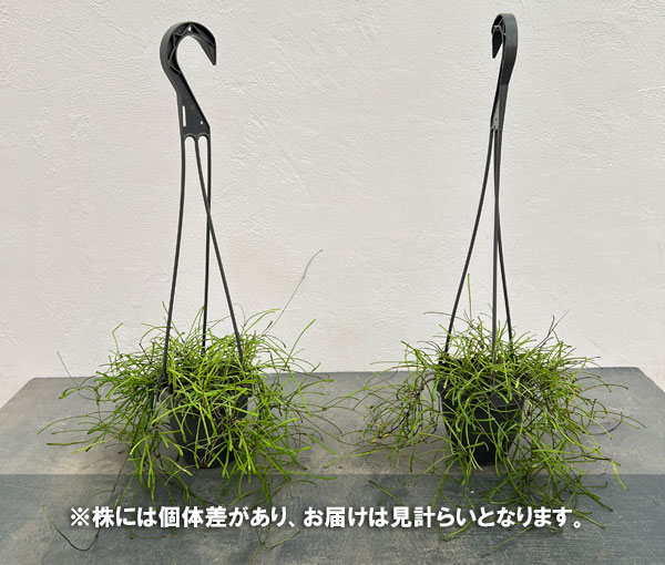 ホヤ：レツーサ　3.5号吊り鉢