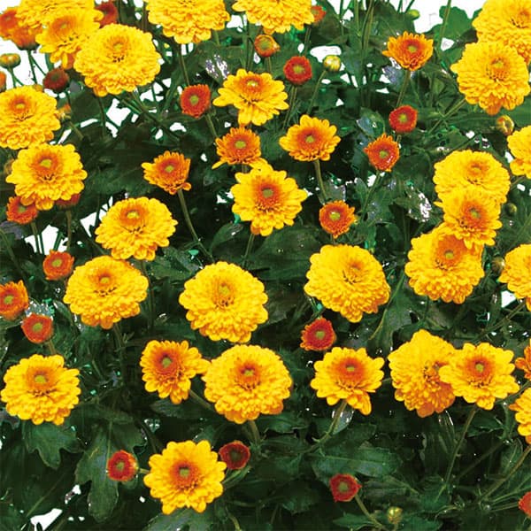 [26年4月上旬予約]キク（菊）：ガーデンミリオンマム・ラッシュ2.5号ポット