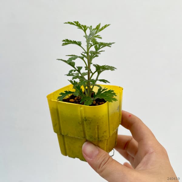 [26年4月上旬予約]キク（菊）：ガーデンミリオンマム・ラッシュ2.5号ポット