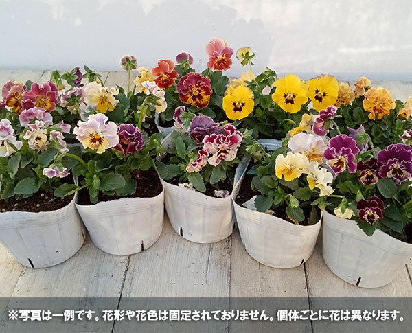 園芸ネット本店｜ビオラ（フリンジ）：パート ド フリュイ（ミックス