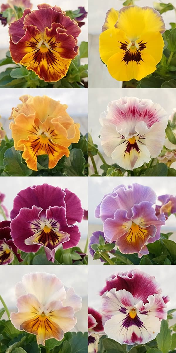 園芸ネット本店｜ビオラ（フリンジ）：パート ド フリュイ（ミックス