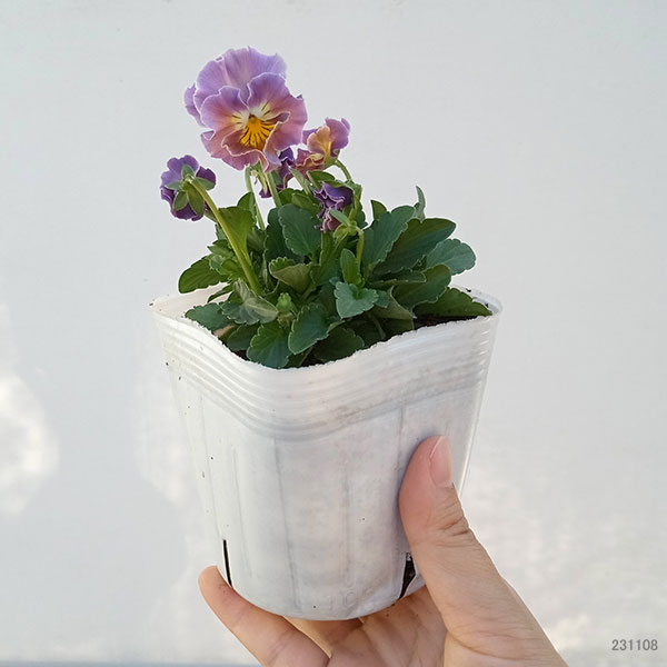 園芸ネット本店｜ビオラ（フリンジ）：パート ド フリュイ（ミックス