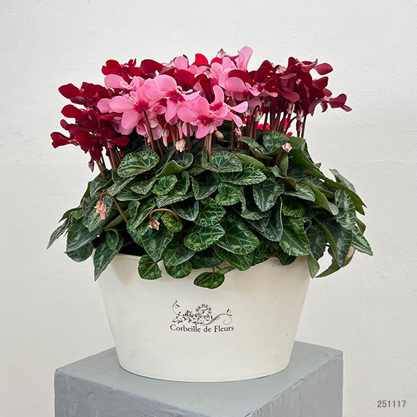 シクラメン i>Cyclamen persicum</i><BR><BR>八重咲きシクラメン<BR>しだれ咲き