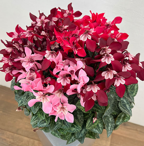 園芸ネット本店｜シクラメン：スーパージックス3色植え7号オーバル