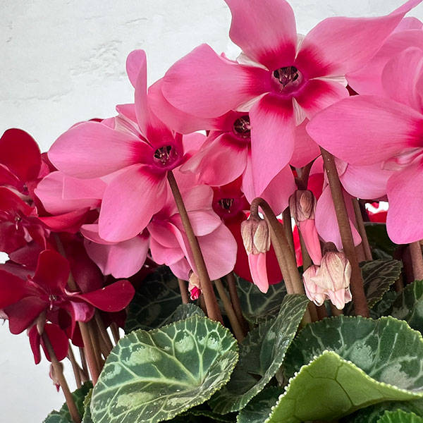 園芸ネット本店｜シクラメン：スーパージックス3色植え7号オーバル