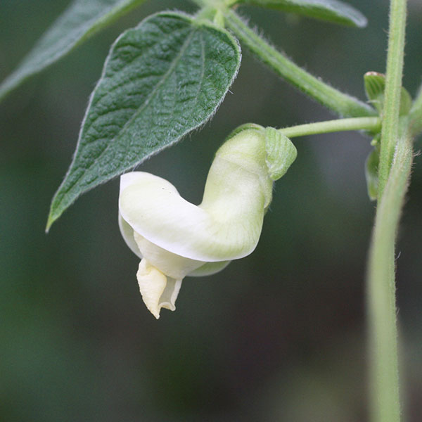 インゲン：つるありモロッコ(おためしパック)の種[約6粒　野菜タネ]