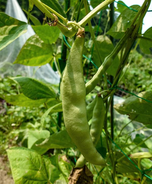 インゲン：つるありモロッコ(おためしパック)の種[約6粒　野菜タネ]