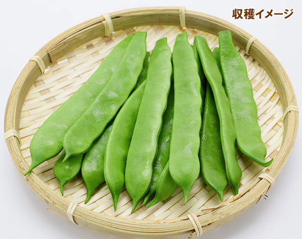 インゲン：つるありモロッコ(おためしパック)の種[約6粒　野菜タネ]