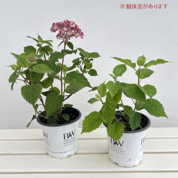 アジサイ(アメリカ):アナベル グランデ ピンク5号鉢植え(旧:ピンクのアナベル ジャンボ)