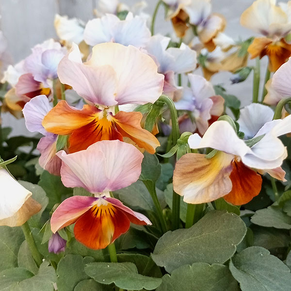 園芸ネット本店｜ビオラ：松原園芸さんオリジナル・ファルファリアNO