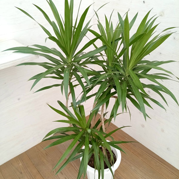 園芸ネット本店｜ドラセナ：ナビー 8号鉢植え の通販【公式】