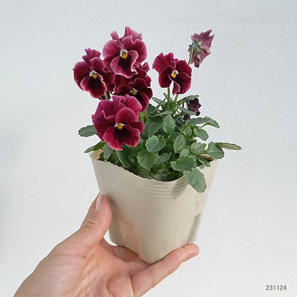 園芸ネット本店｜見元園芸さんのパンジー：フリルローズバイカラー3.5