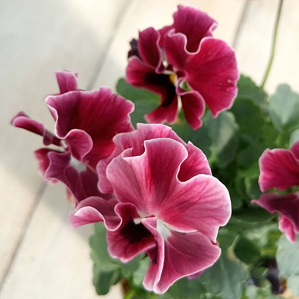 園芸ネット本店｜見元園芸さんのパンジー：フリルローズバイカラー3.5