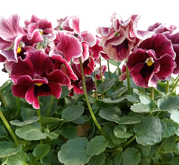 園芸ネット本店｜見元園芸さんのパンジー：フリルローズバイカラー3.5