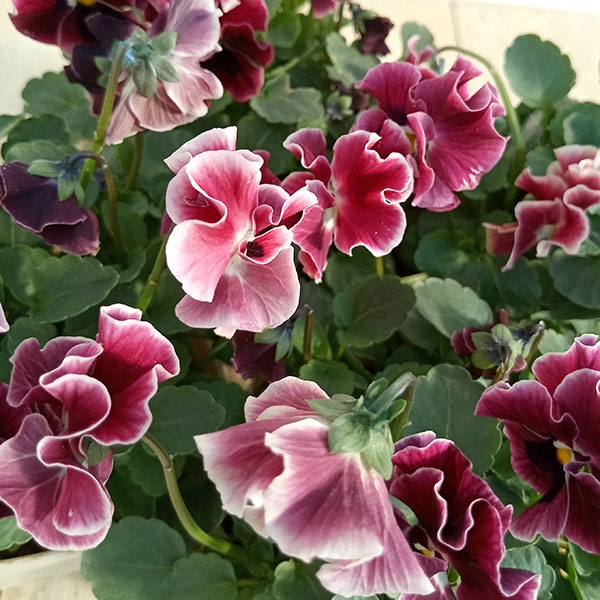 園芸ネット本店｜見元園芸さんのパンジー：フリルローズバイカラー3.5