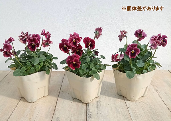 シェリー　ローズパンジーファゲットミーノット　バラパンジースミレ　サラダボウル シェリーローズパンジーファゲットミーノットバラパンジースミレ