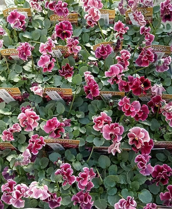 見元園芸さんのパンジー：フリルローズバイカラー3.5号ポット の