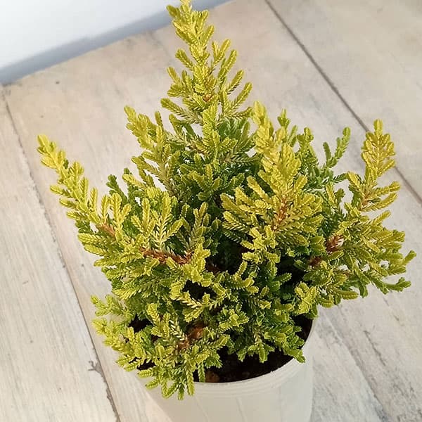 カルーナ：ダーツパロット（Dart’s Parrot）3.5号ポット