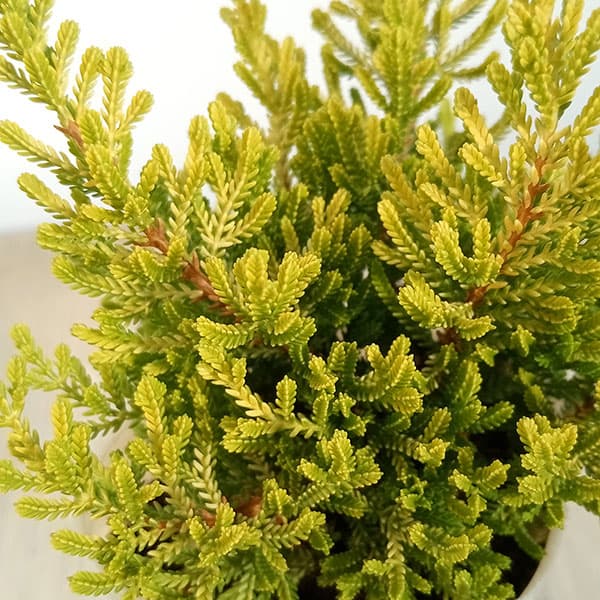 カルーナ：ダーツパロット（Dart’s Parrot）3.5号ポット