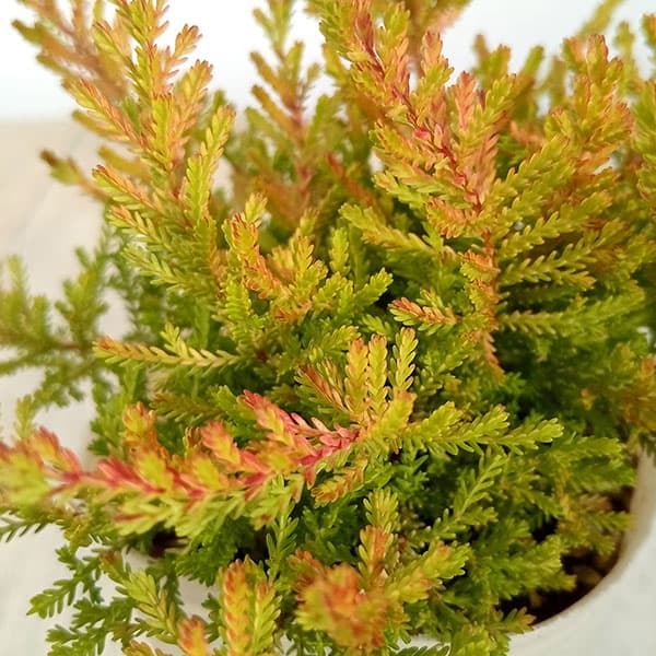 カルーナ：レッドヘイズ（Red Haze）3.5号ポット