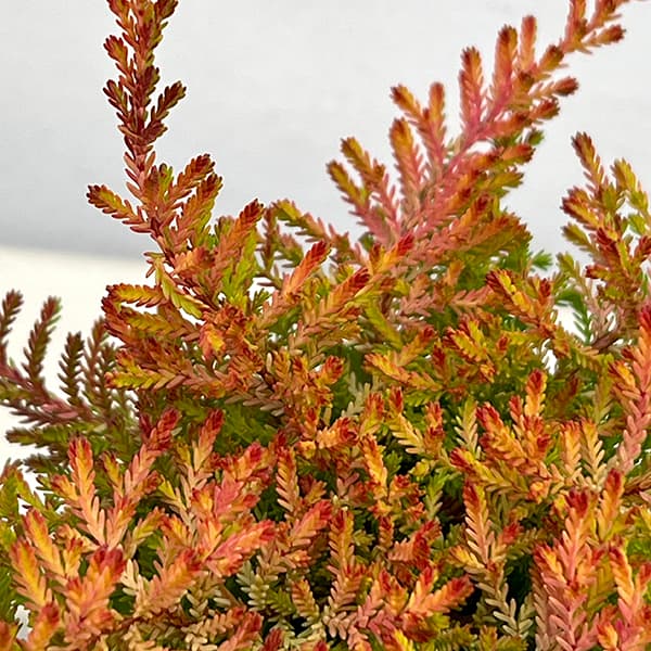 カルーナ：レッドヘイズ（Red Haze）3.5号ポット