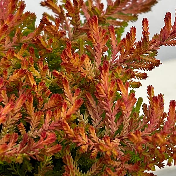 カルーナ：レッドヘイズ（Red Haze）3.5号ポット